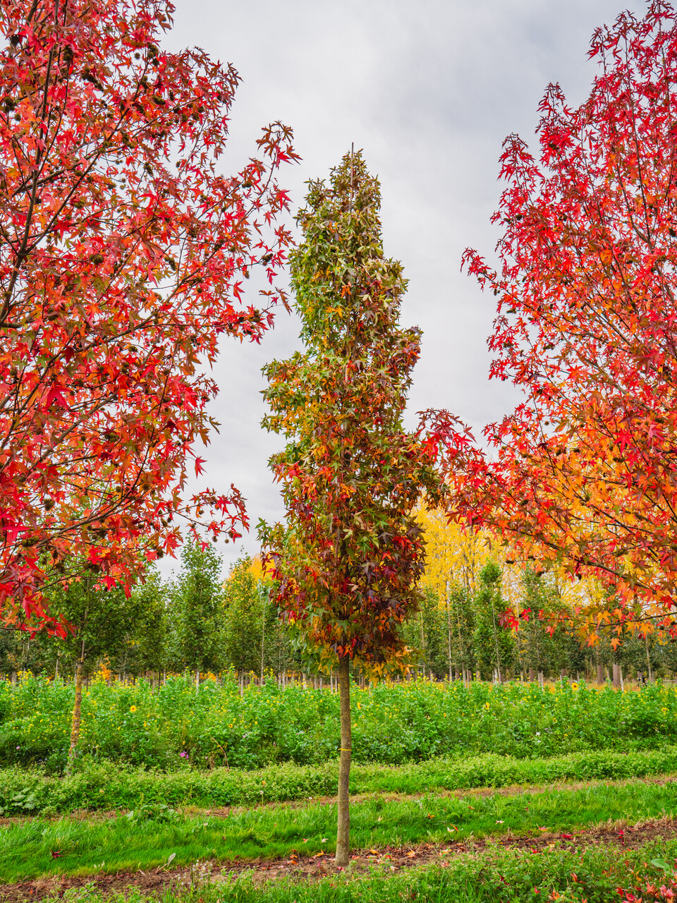 Liquidambar styraciflua 'Slender Silhouette' | Liquidambar